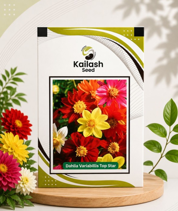 Dahlia Variabillis Top Star